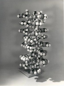 Linus Pauling's proposed triple helix of DNA. Model built by Farooq Hussain. Image from http://tinyurl.com/nuwl6y3