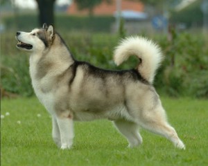 malamute